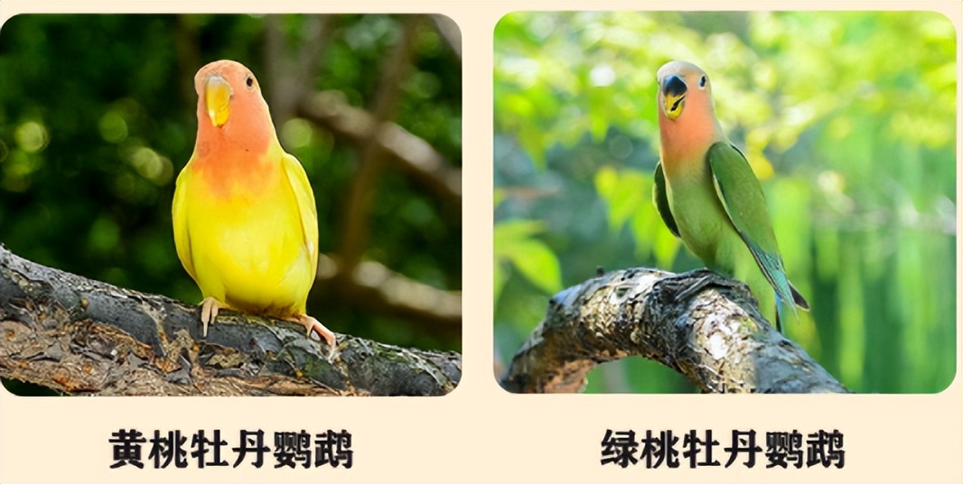 牡丹鹦鹉吃颗粒粮好还是混合粮好,新手养雏鸟鹦鹉应该准备什么药