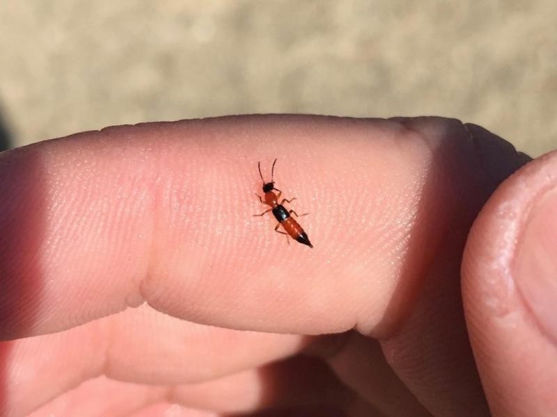 不咬人的虫子,不咬人的昆虫