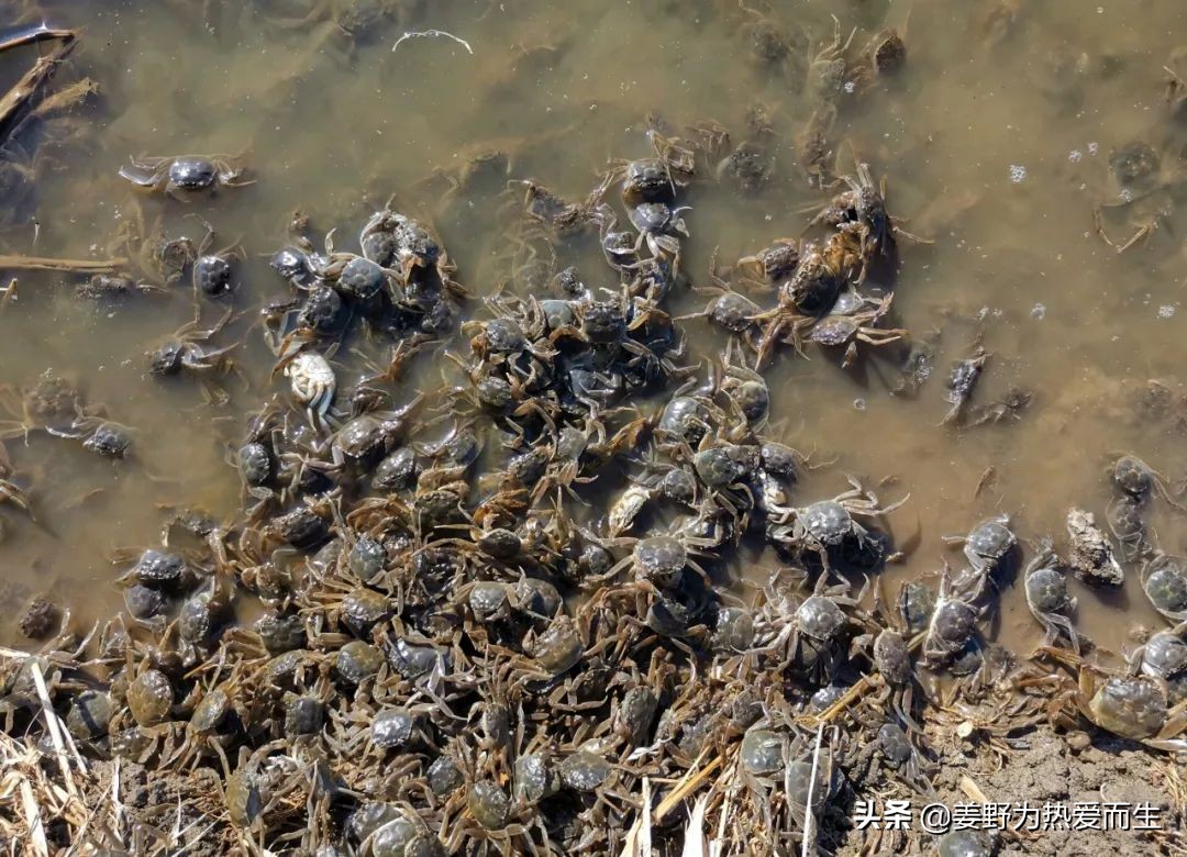 螃蟹怎么养才认人,养螃蟹的十大忌讳