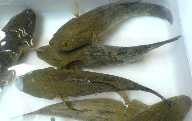 80亩水塘养鱼一年能挣多少钱,老汉养鱼年入千万