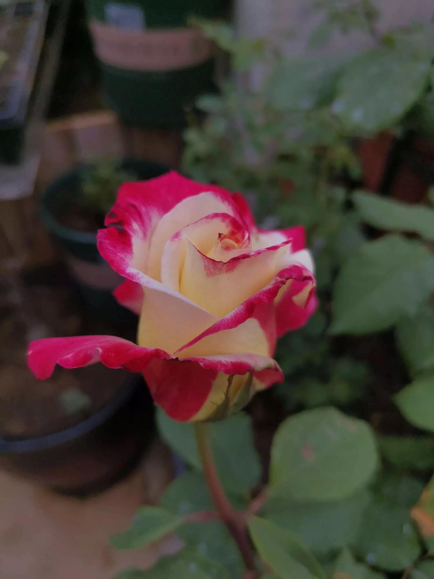 月季品种醉花,月季品种大全及图片欣赏