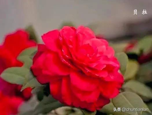 山茶花纯音乐,山茶花