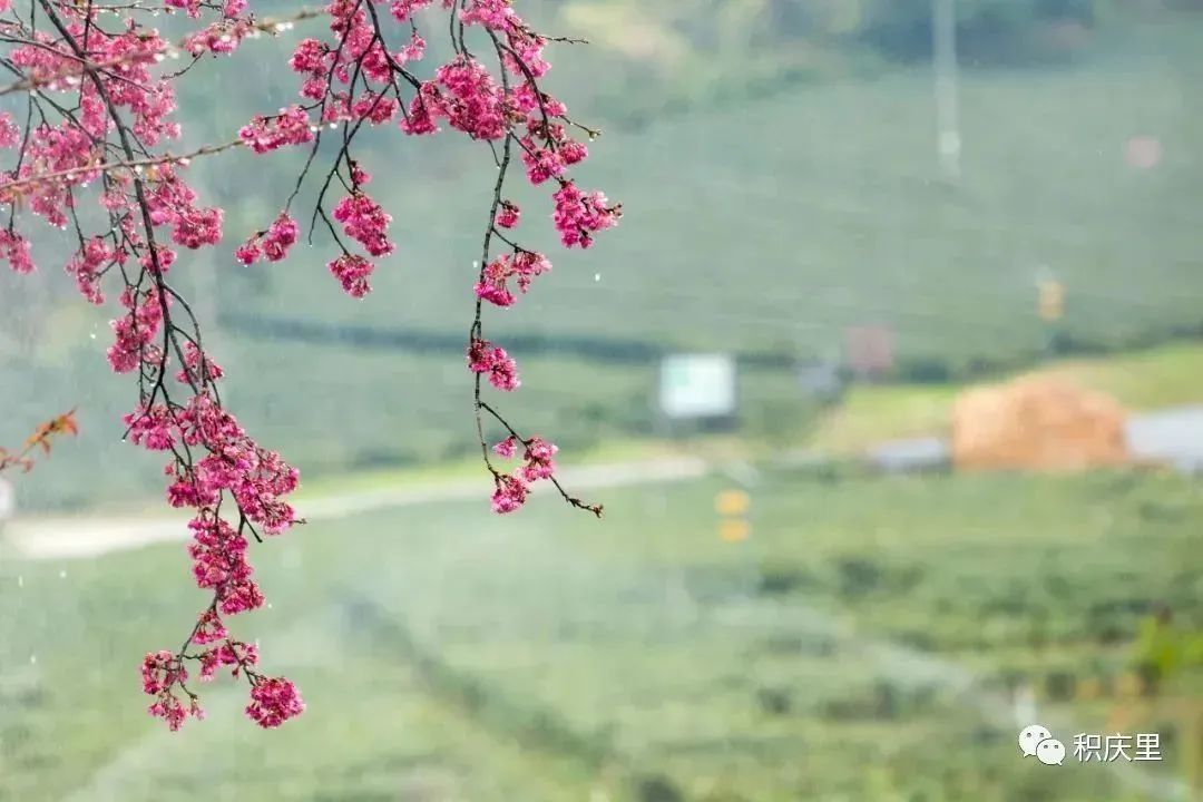 樱花烂漫，没有人会拒绝的粉色浪漫！