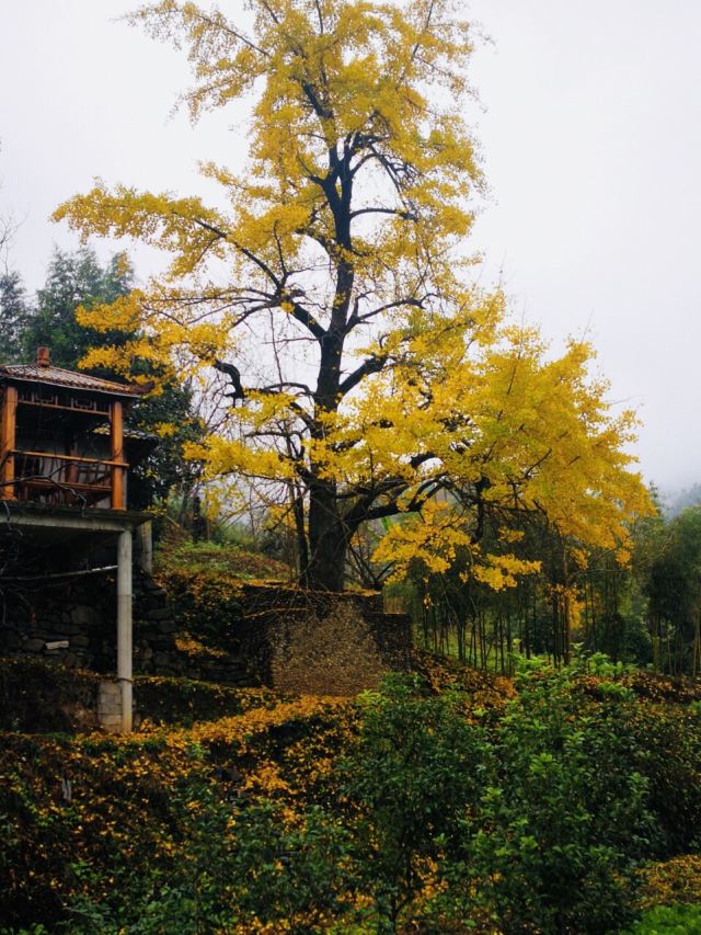 杭州周边赏秋好去处,杭州赏秋最佳攻略