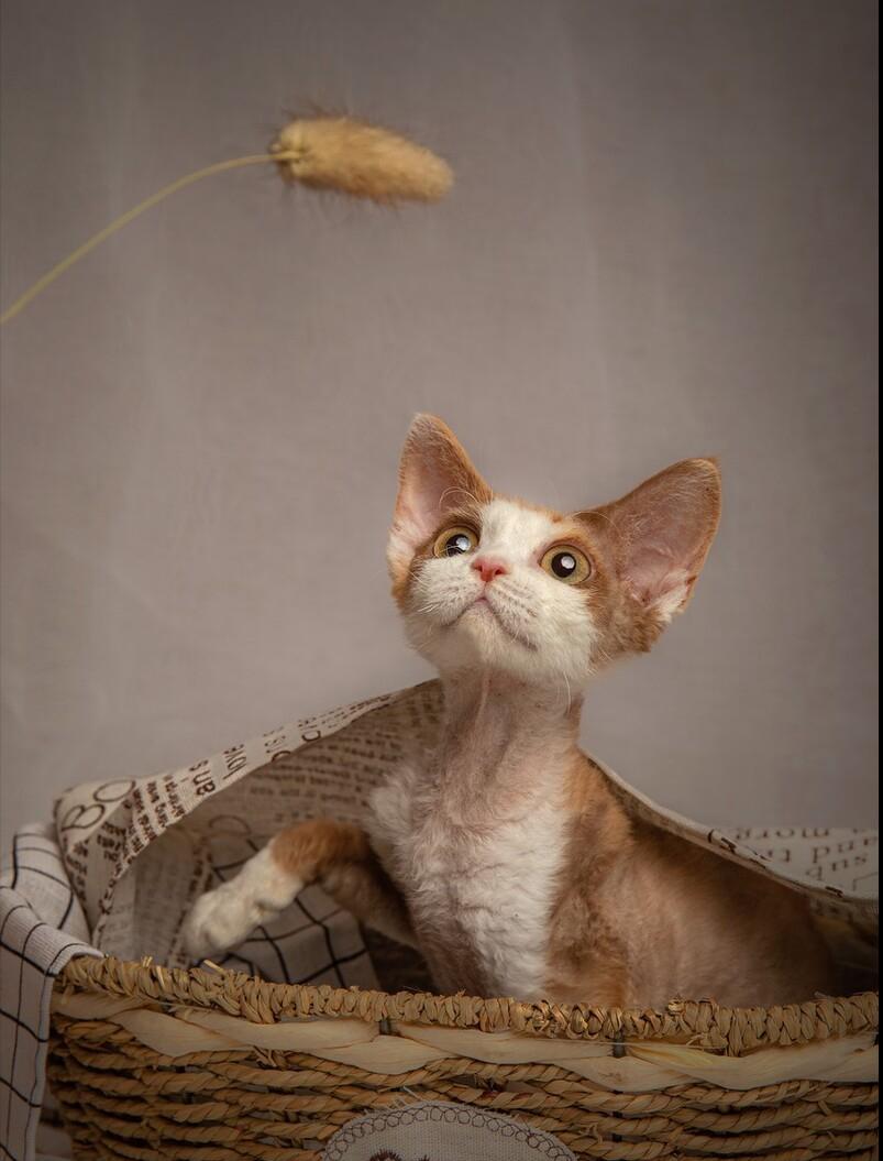 德文卷毛猫性格真好,thecatscope德文卷毛猫