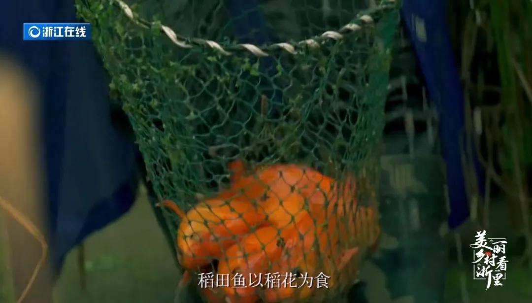 高铁2h直达！这座被忽略的浙江县城，买菜用欧元，连央视都来体验