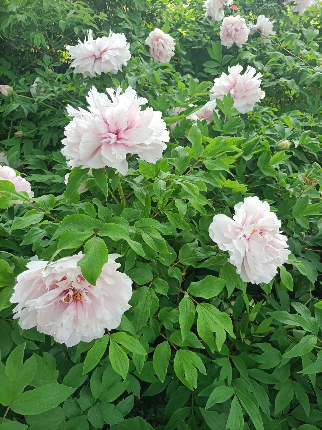 反诈电话提醒是真是假,电话智能反诈功能