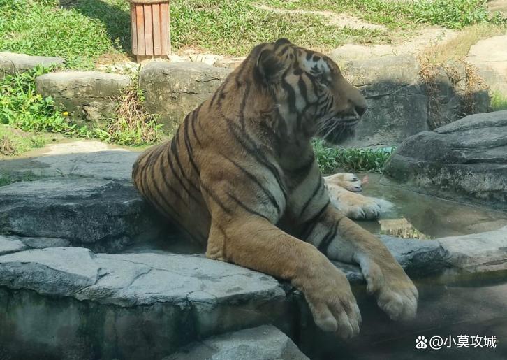 北京野生动物园猛兽体验喂肉,深圳野生动物园猛兽投喂