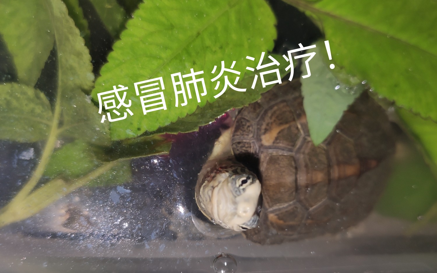 养龟必备的十大药,养龟知识100条解决养龟常见问题