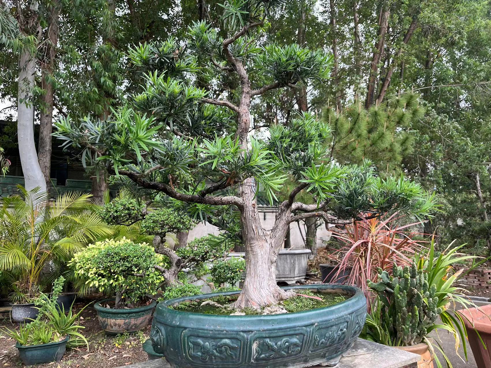 老祖宗说门前不栽树,门前栽树儿孙满堂真的吗