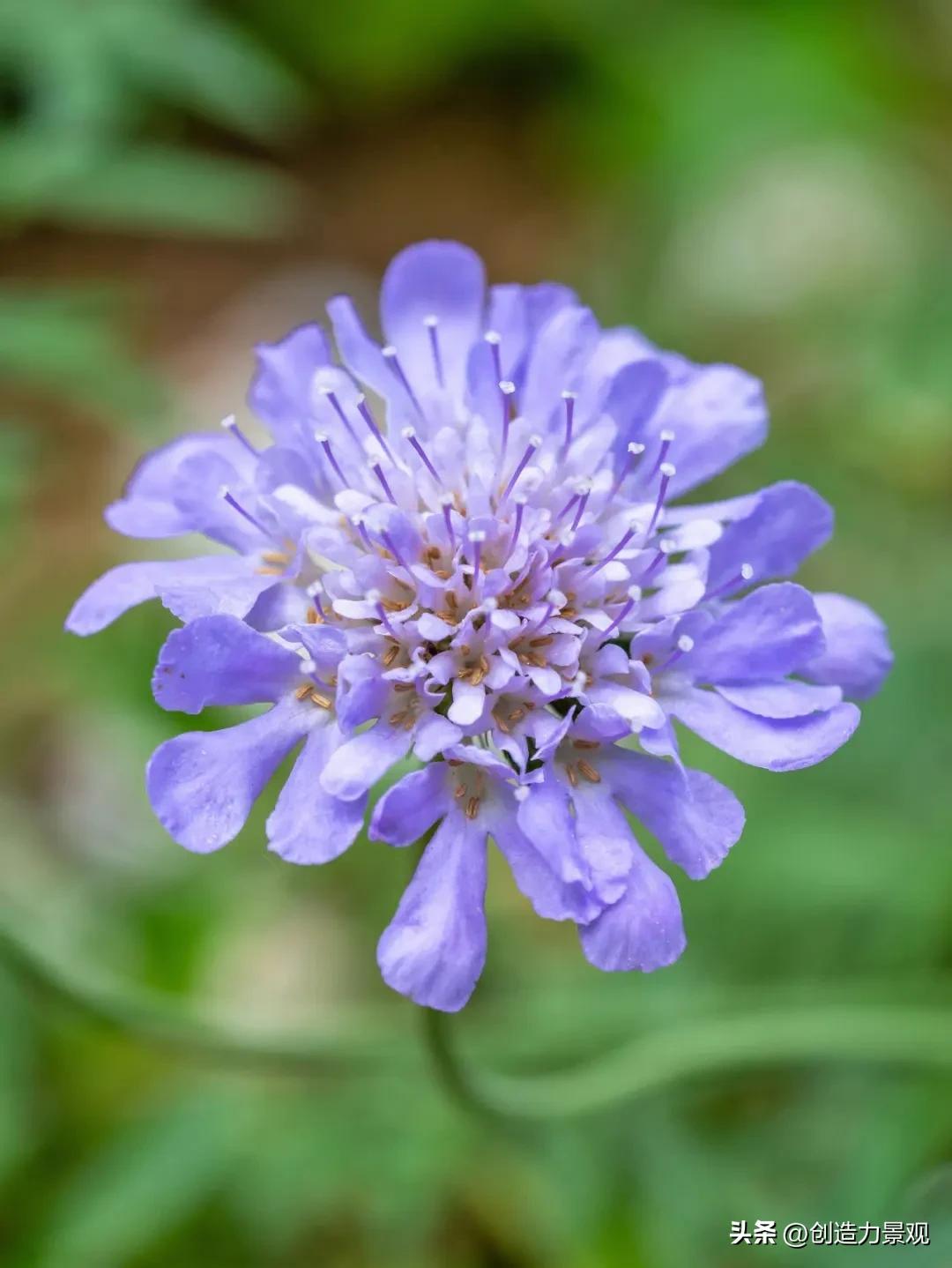 夏季好养的花卉有哪些,夏季的常见花卉有哪些