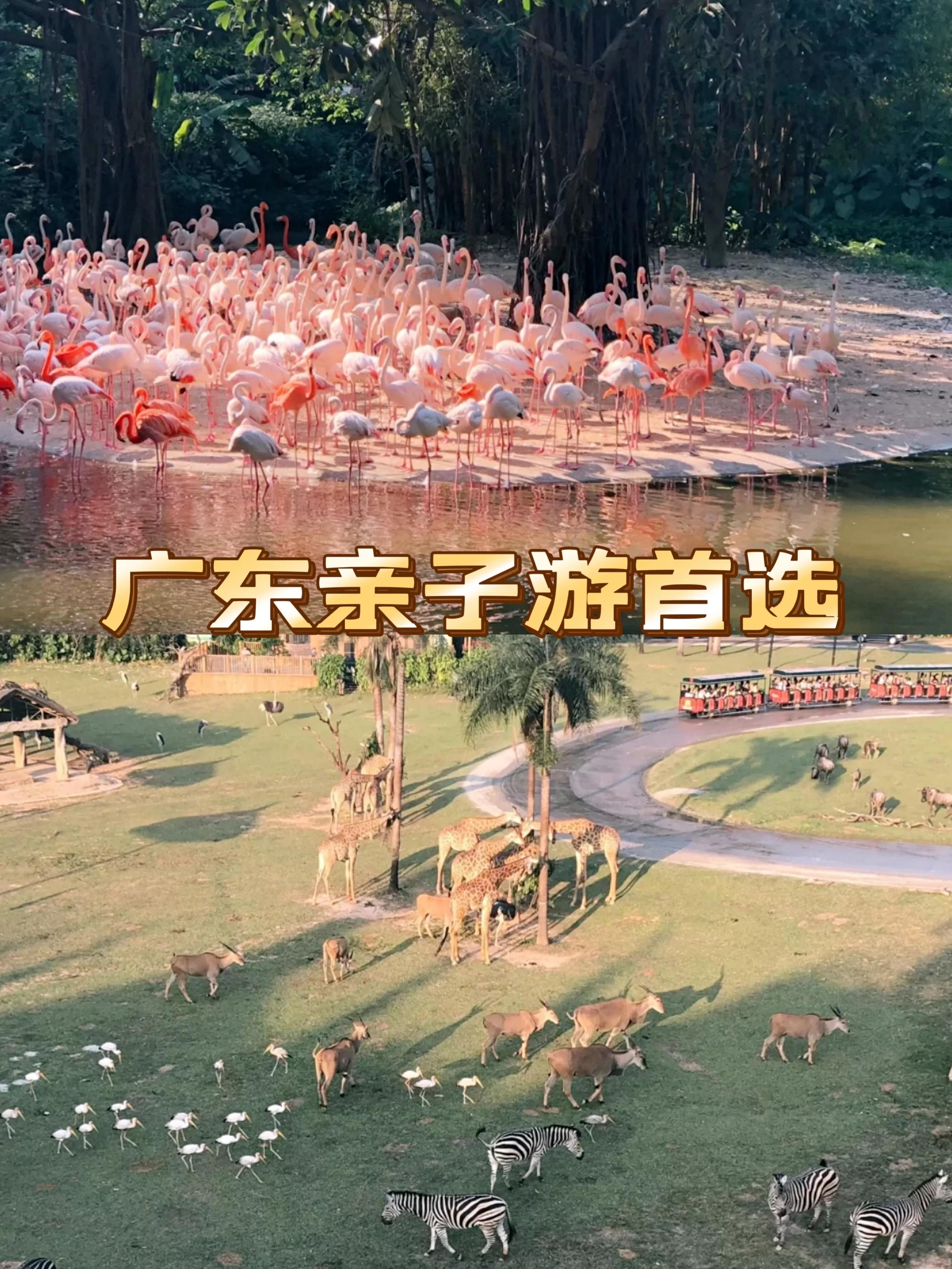 研学亲子游广州长隆野生动物园,长隆动物园攻略亲子游开车