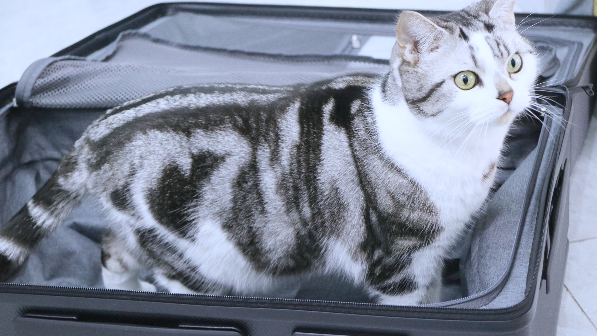 地平线8号行李箱和漫游旅行箱,地平线8号大旅行家系列行李箱