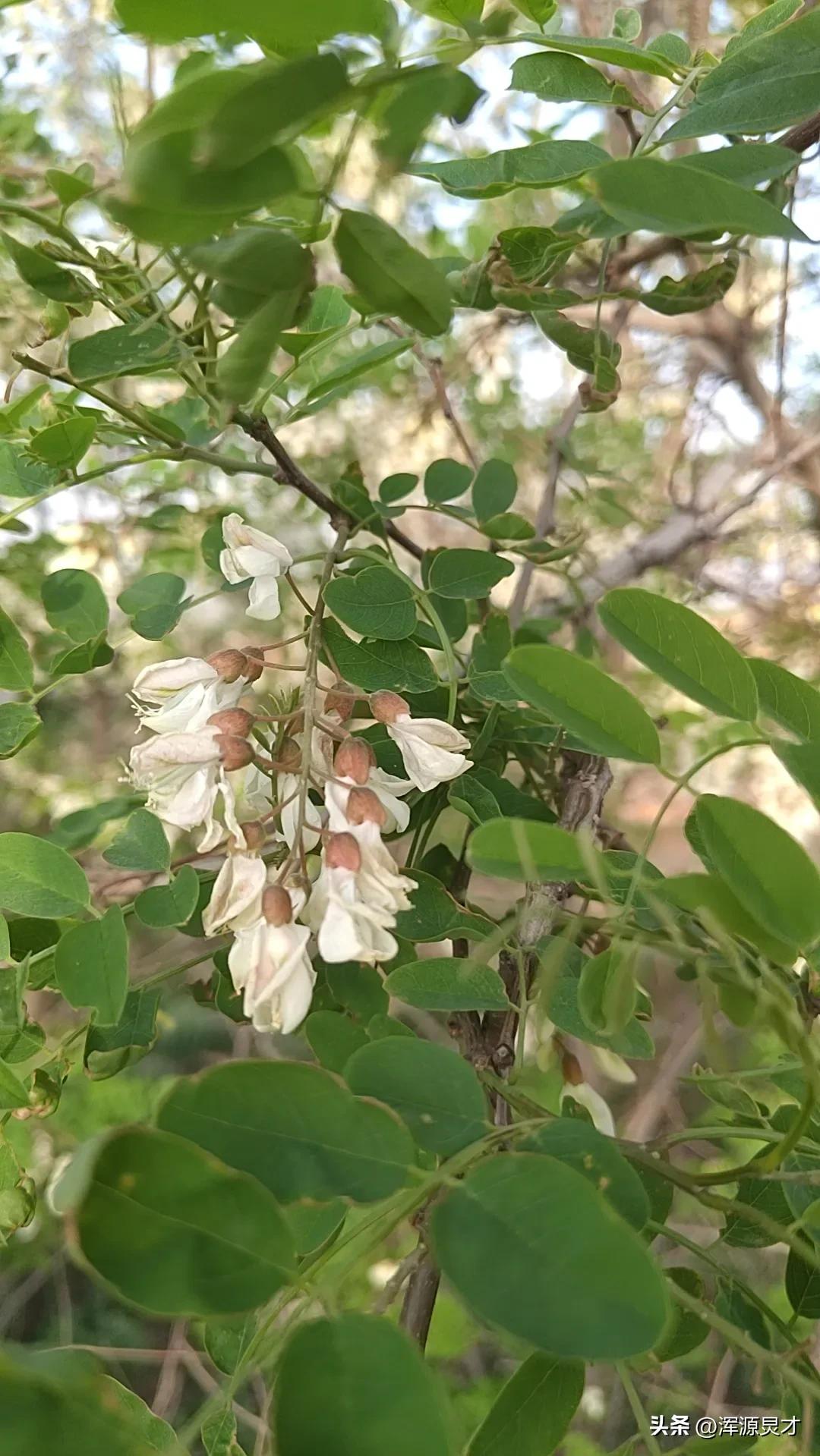 兑镇今天赶集吗,引镇赶集