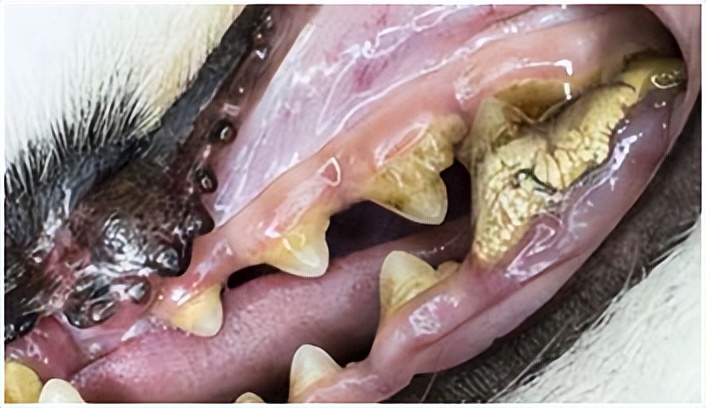 犬口腔疾病治疗,犬牙髓炎怎么治