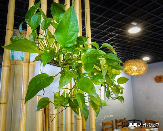 养这10种花越养家里越干净,这8种花最旺家只需养一盆