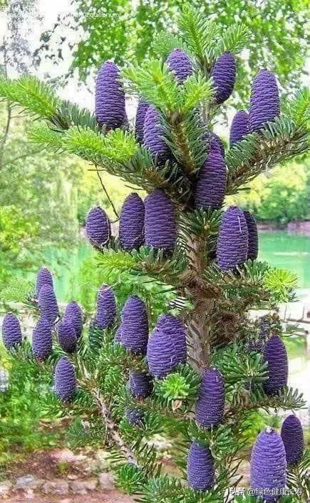 最漂亮的松树开花图片,哪种松树开花好看