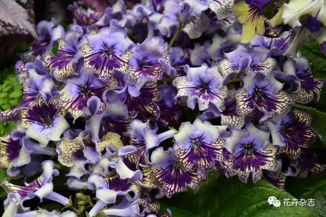 堇花兰的种植方法,浅谈养花技巧