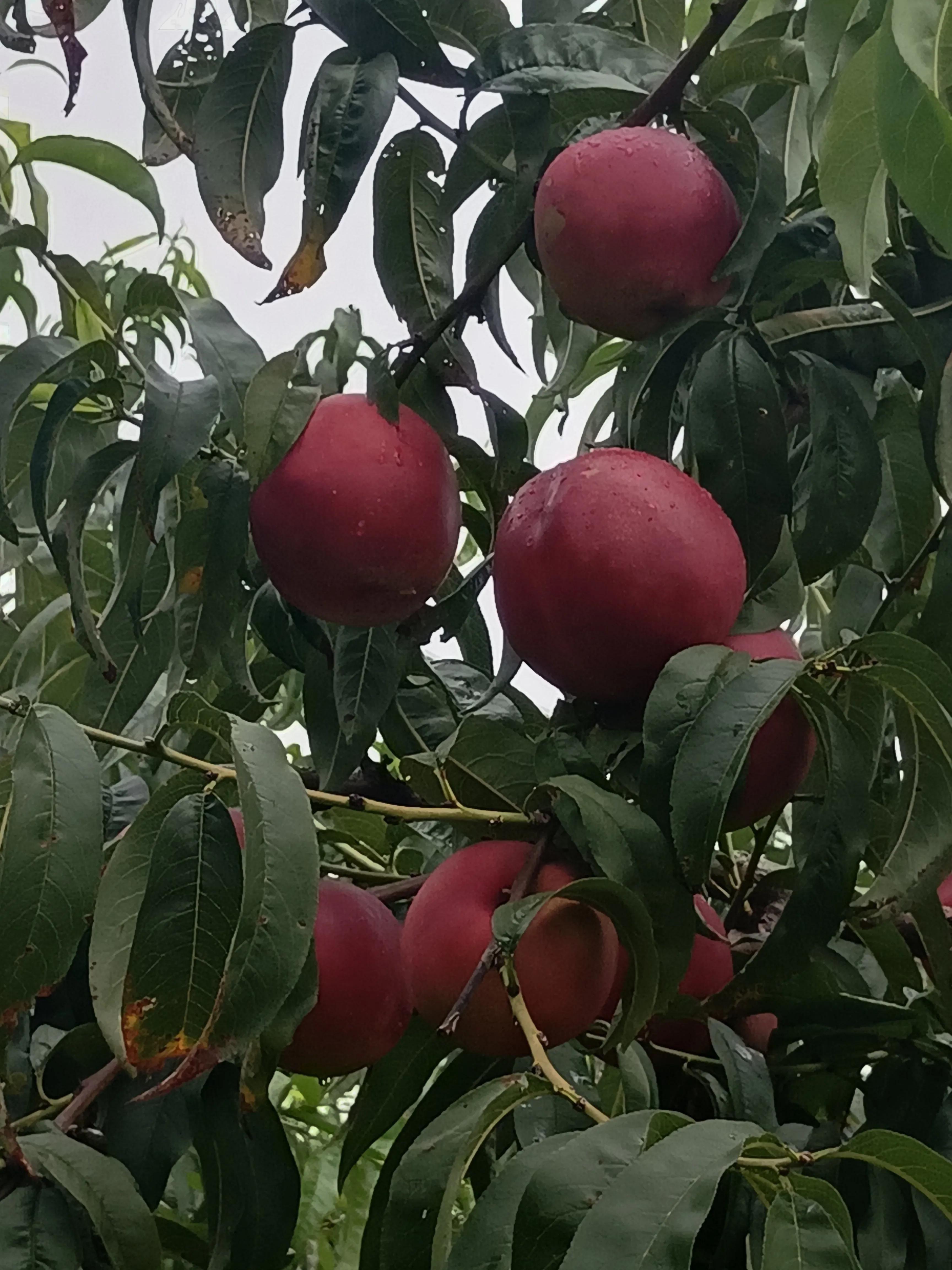 知行合一，简单的美好，仙浴湾、西中岛、金普新区行记