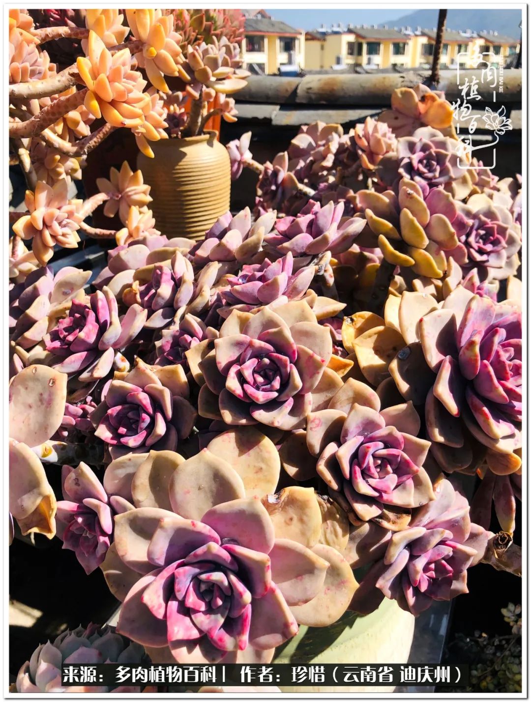 给生命一份淡然还岁月一份从容,给生命留一份洒脱的话