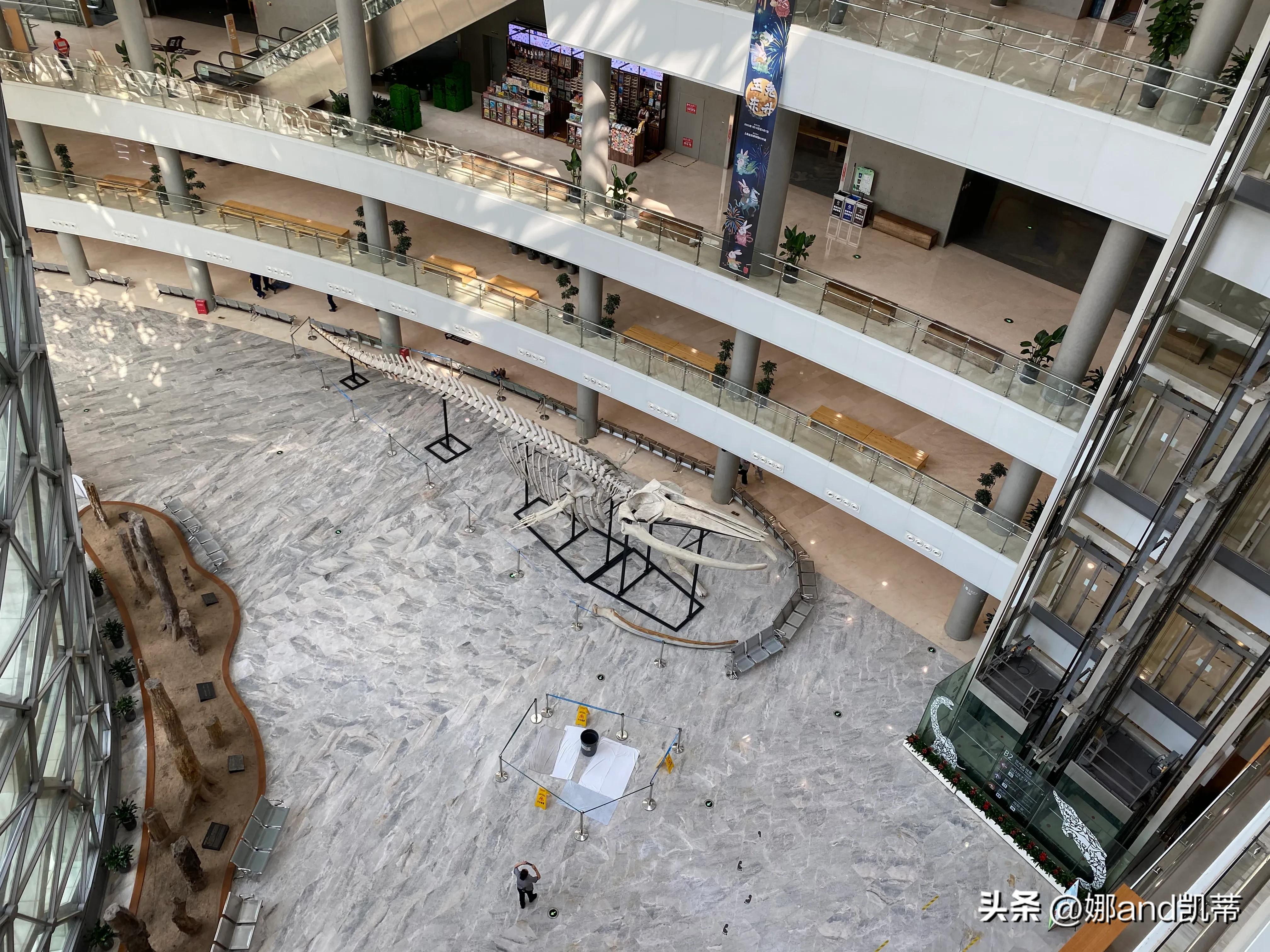 苏州高铁到上海自然博物馆攻略,最新苏州到上海自然博物馆怎么走