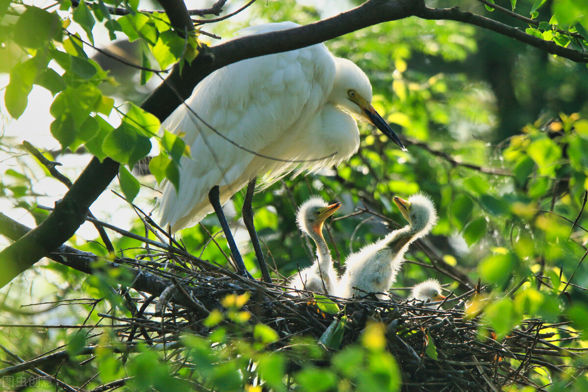 谁言寸草心报得三春晖的解释,谁言寸草心报得三春晖什么意思