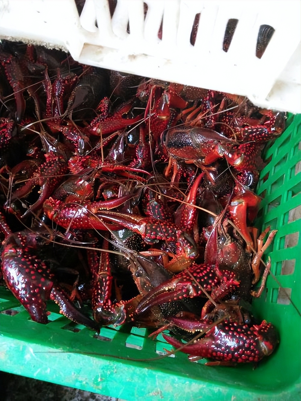 夏天小龙虾到底能不能吃,小龙虾烧烤的危害