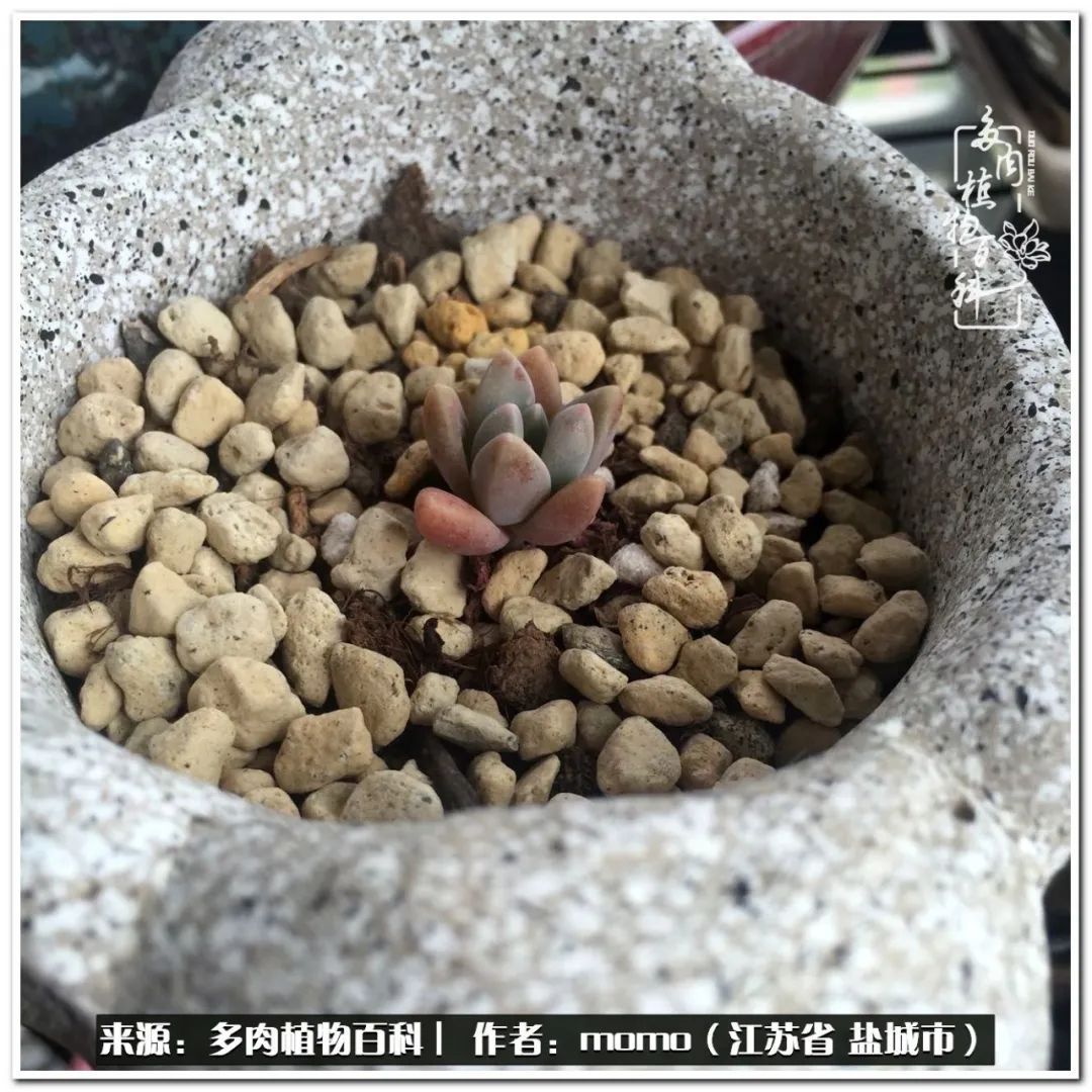 露养一个月的多肉图片,露养多肉春天外面过夜么