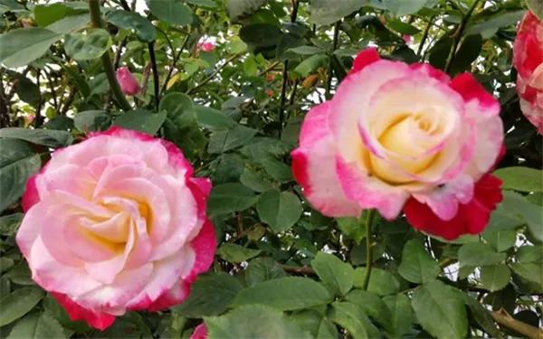 月季美图100张,月季花唯美高清图片大全