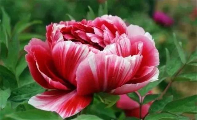 真正的中国国花是什么花,中国的国花是什么花官方认证