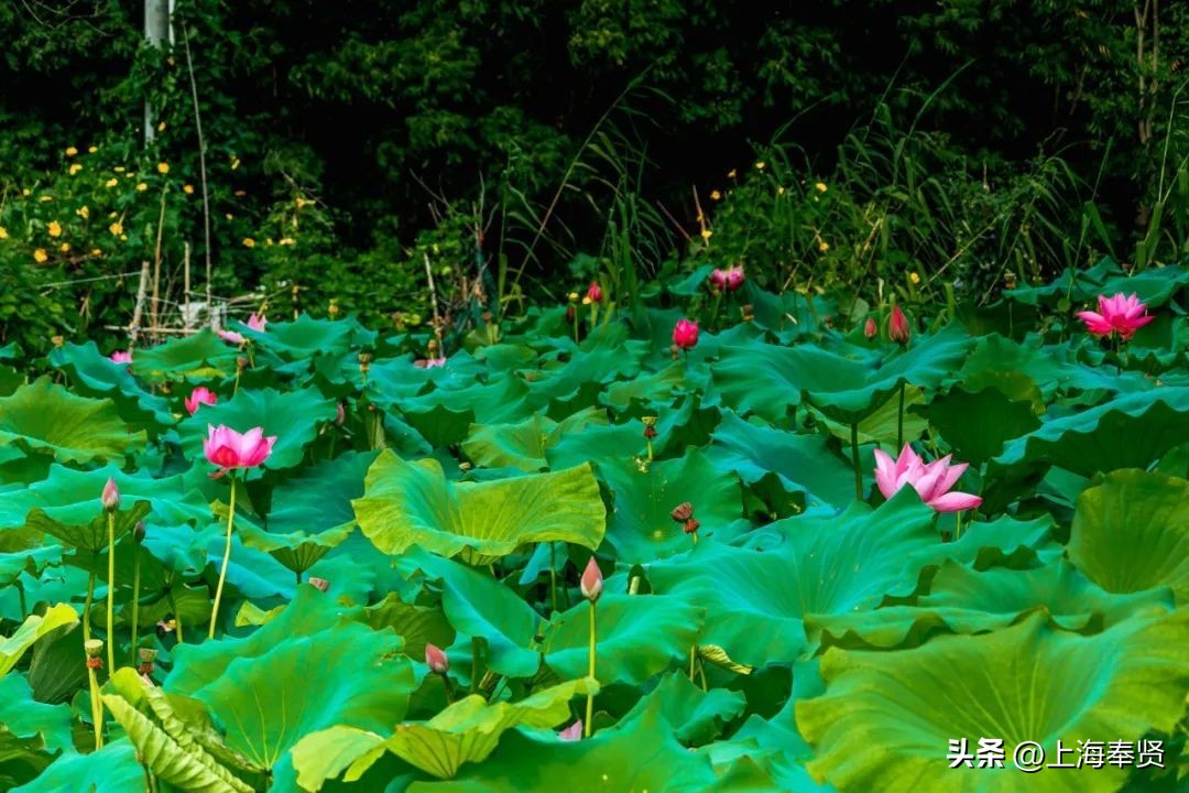 流“莲”忘返！来南桥这些地方邂逅夏天的浪漫→