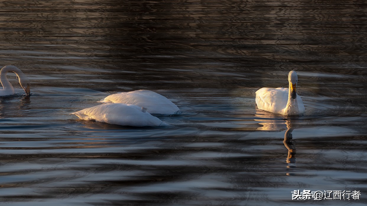 漫步天使乐园(旅拍)