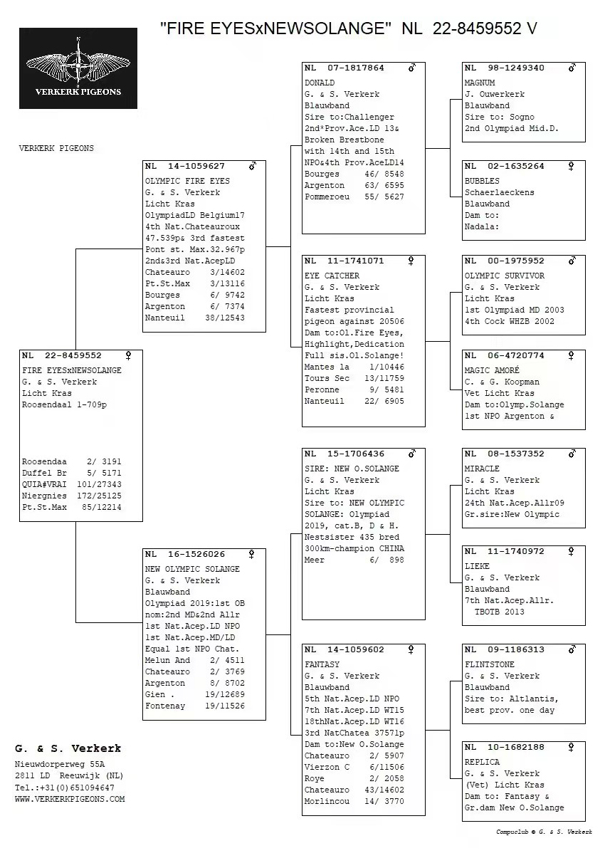 佛科克大名鸽,欧洲赛鸽重大赛事