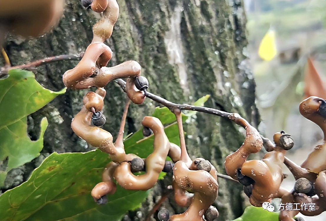 小时侯吃过的拐椒，为啥记忆是那样香甜