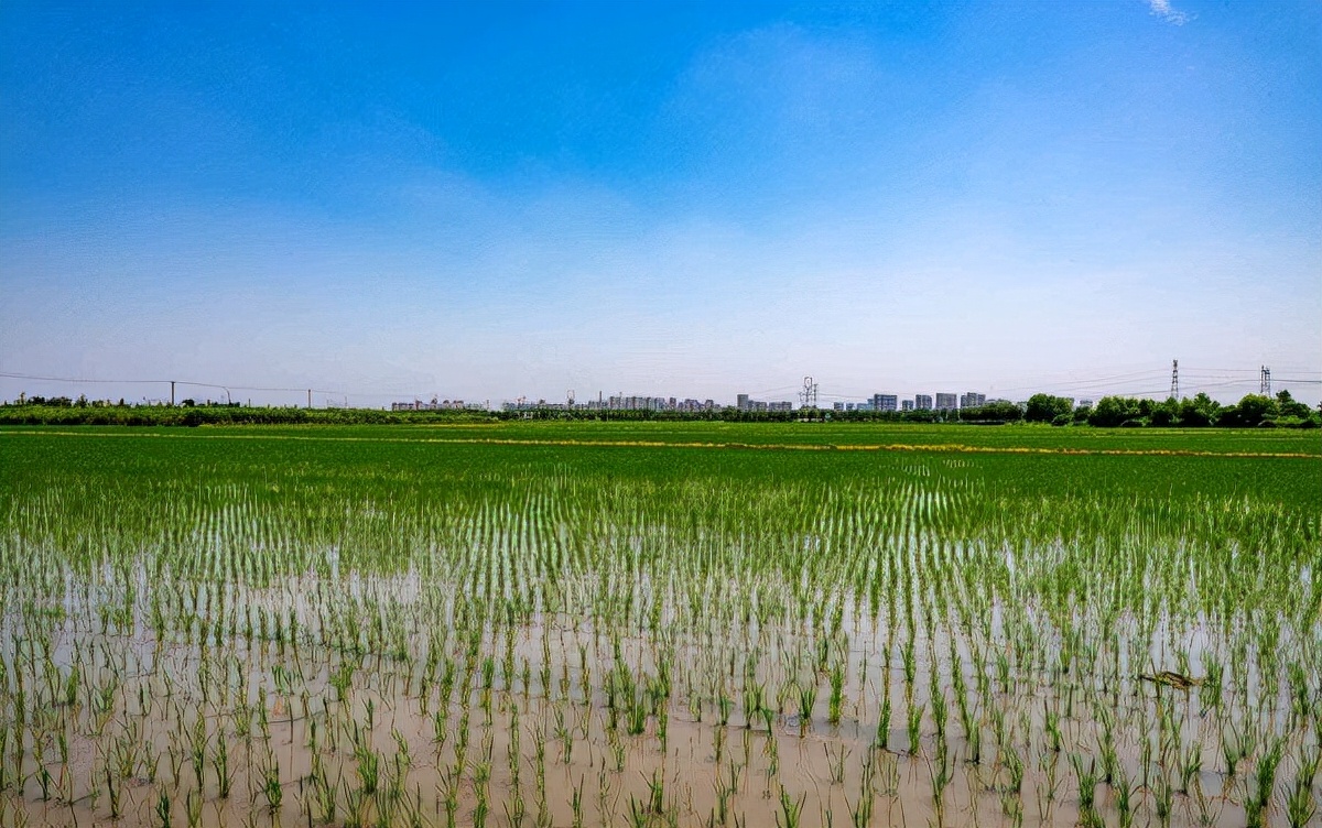黄鳝在土里靠什么生存,黄鳝生活在淡水还是海水