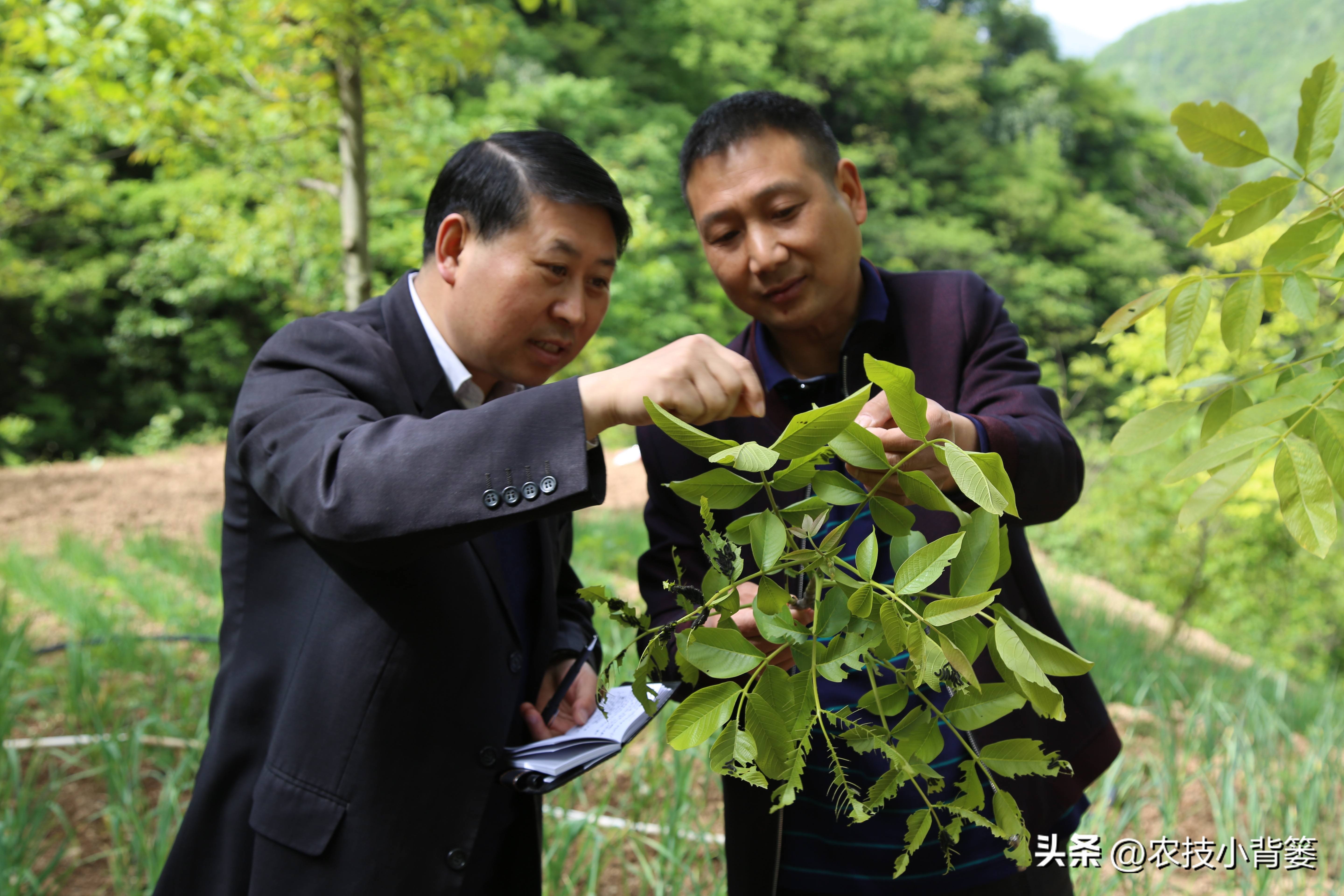 果树缺钙吃什么钙肥好,哪种肥料容易引起钙流失