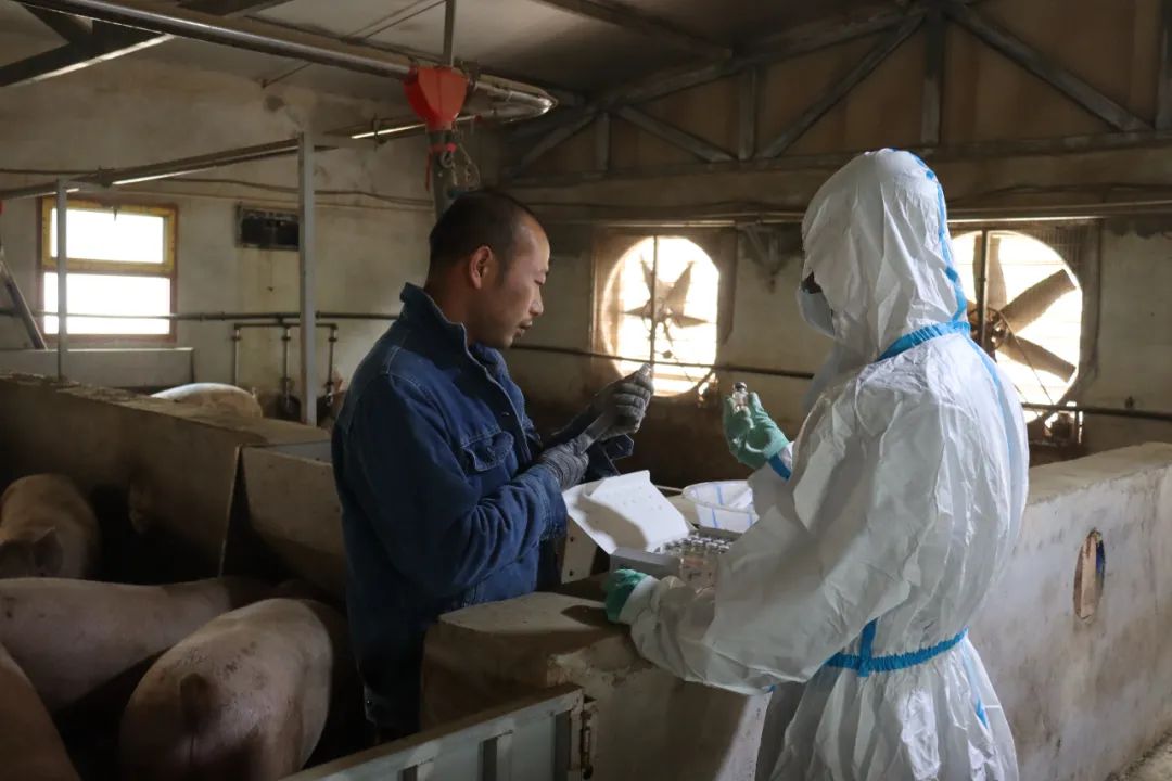 生态养殖大黑猪致富经,笨猪养殖致富