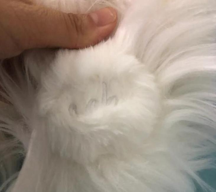 欧阳娜娜的自创品牌在哪里购买,欧阳娜娜发布自用品牌