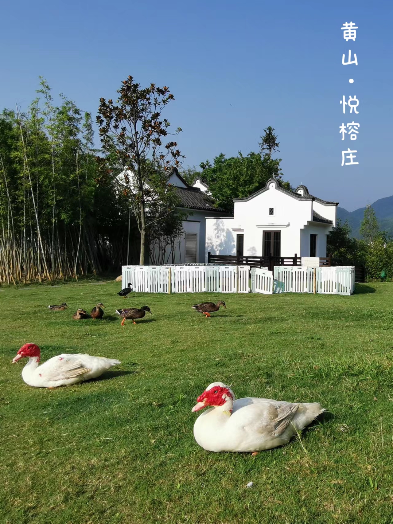 黄山悦榕庄简介,黄山悦榕庄能带给你难忘的体验