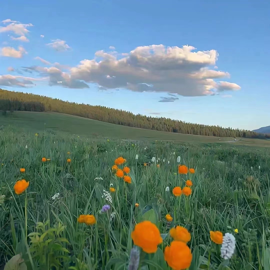 正清园小说项目违法吗,正清园小说项目靠谱么