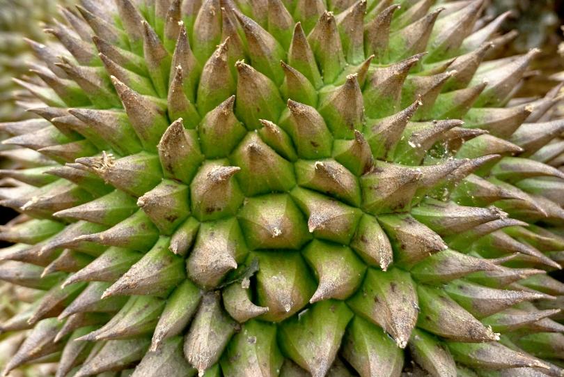 买榴莲不踩雷,牢记“4看1敲”,老板一看就知是内行,一挑一个准