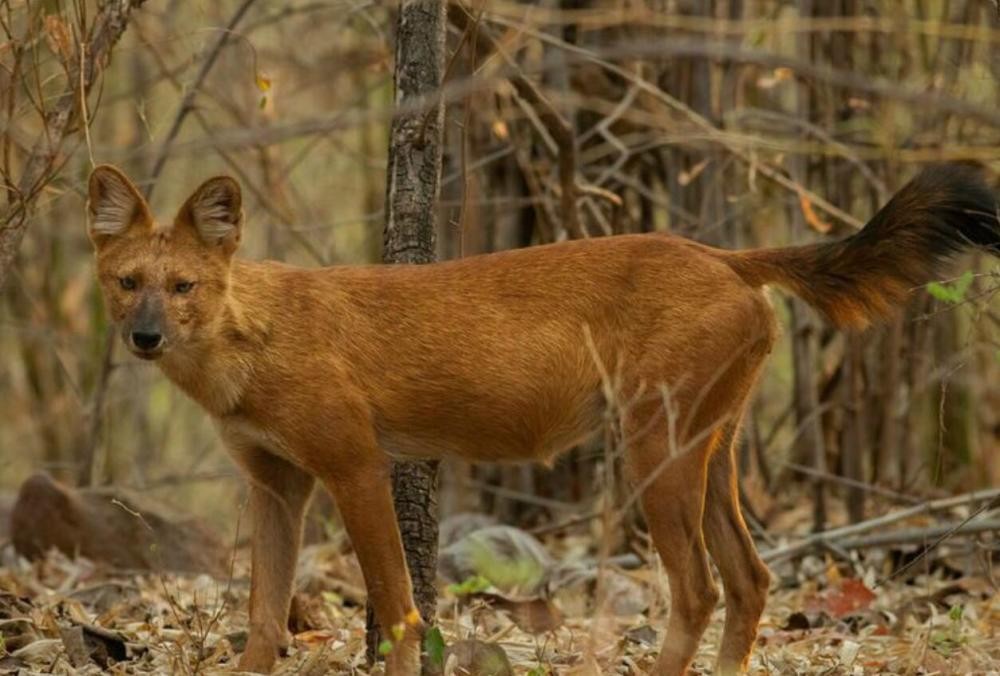 祁连山出现的红狗,祁连山出现红狗是否是传说中的狈