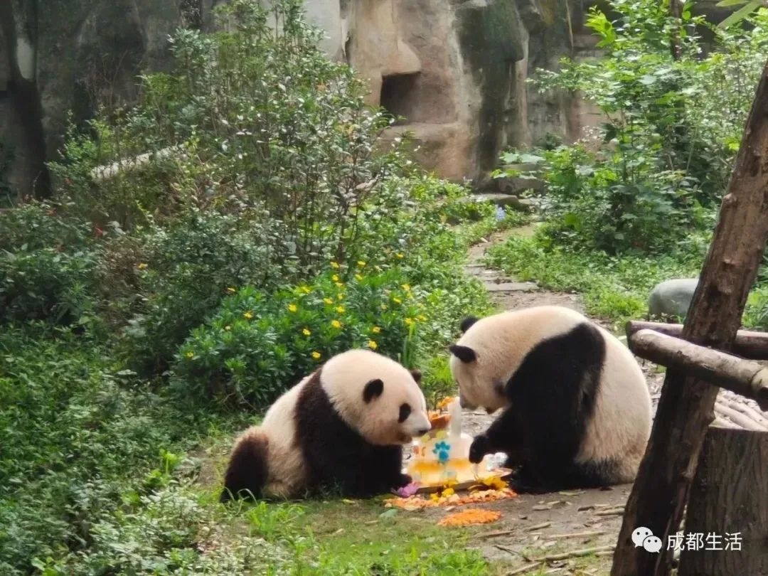 最详细成都旅游攻略,三天成都旅游全攻略
