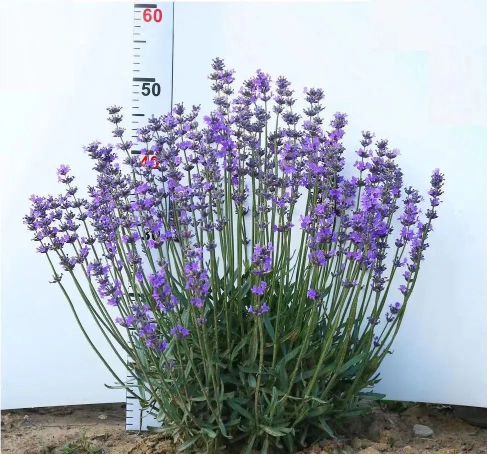 “洛神”薰衣草获我国植物新品种保护授权