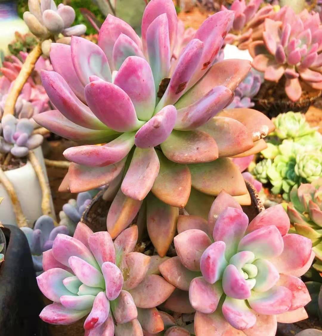 多肉奥普琳娜是跟桃蛋一样难养吗,多肉奥普琳娜多头