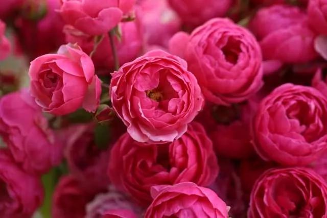 月季品种醉花,月季品种大全及图片欣赏