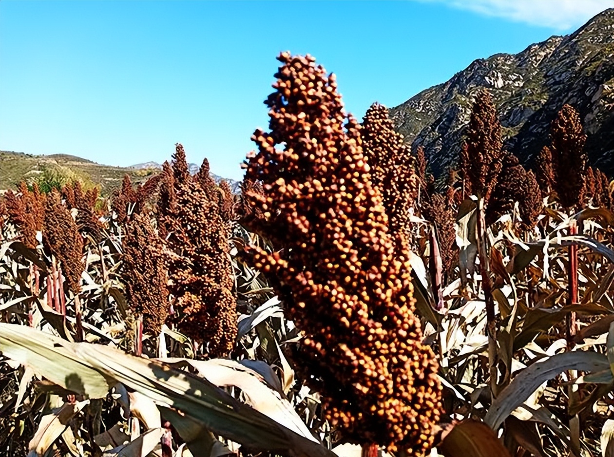 10元一斤的散酒能买到粮食酒吗,十几块一斤的散酒真的好喝吗