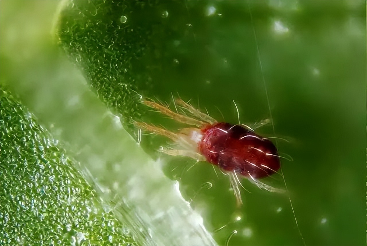 杀虫效果持久的农药,杀虫好的药物