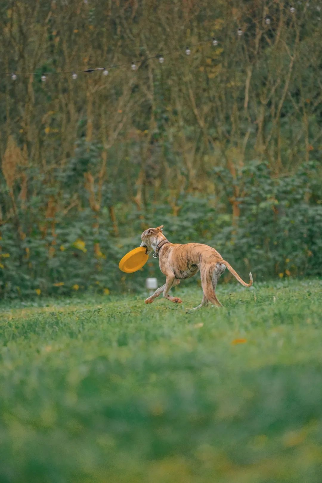 萌宠万圣狂欢夜,萌宠露营云龙区