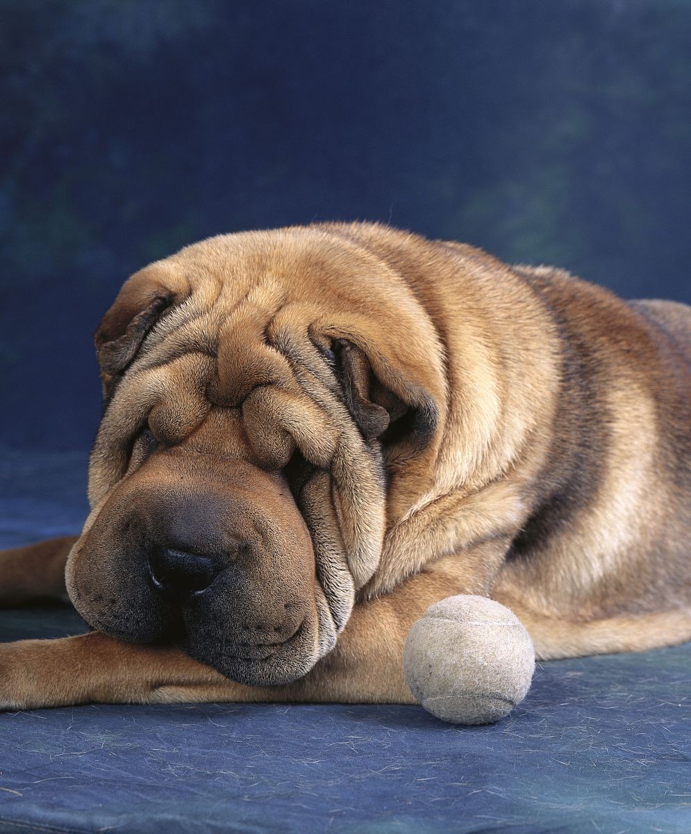 基因缺陷的人造杂交鱼，竟给台湾省赚到20亿外汇？背后真相太残忍